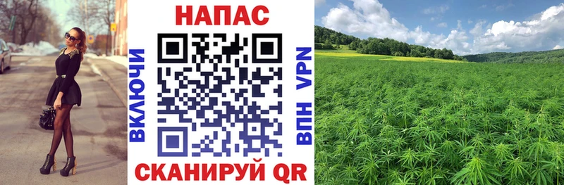 Бошки марихуана MAZAR  Глазов 